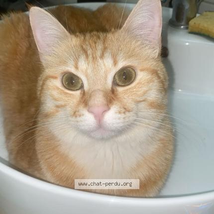 Photo 1/1 Hélios Chat lost in Valence