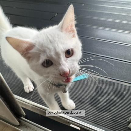 Photo 1/1 Michmich Chat lost in Lys lez lannoy