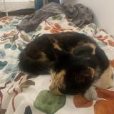 Picture of cat found at Dolus D Oleron