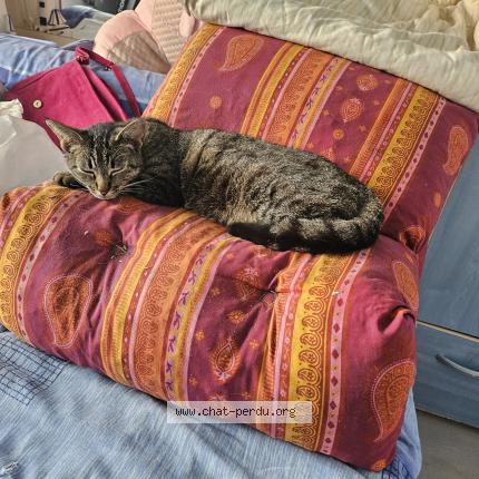 Photo 1/1 Joyce Chat lost in Mazerolles