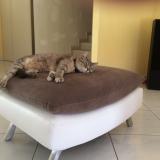 Picture of cat lost at Vaivre Et Montoille