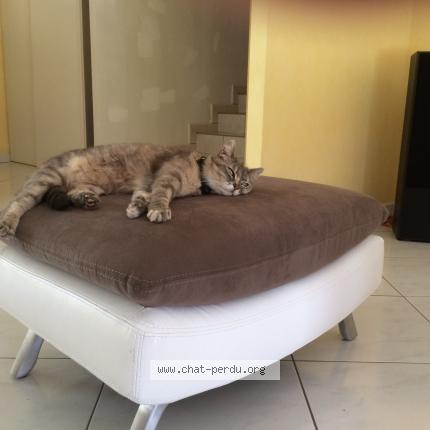 Photo 1/1 Croquet Chat lost in Vaivre et montoille