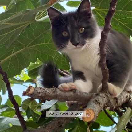 Photo 1/1 Broly Chat lost in Toulouse