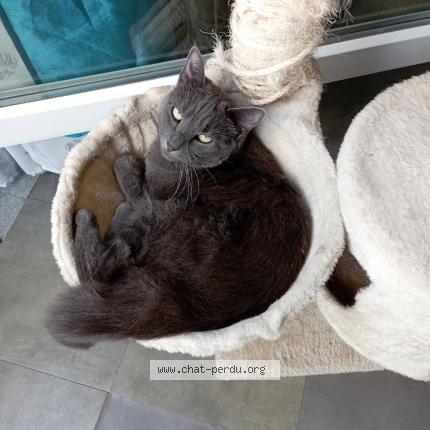 Photo 1/1 Perle Chat lost in Cergy