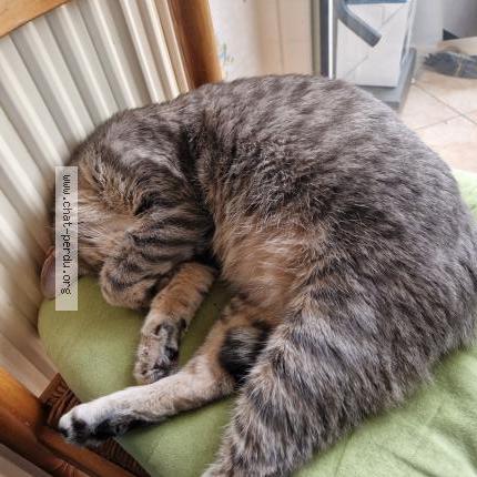 Photo 1/1 Ponpon Chat lost in La roche sur yon