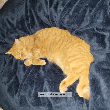 Photo 1/1 Crevette Chat lost in Saint jerome