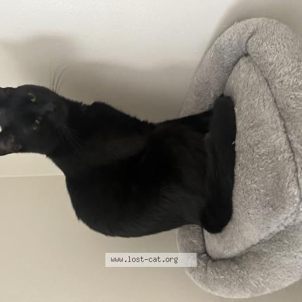 Photo 1/1 jabberwalky Chat lost in Kannapolis