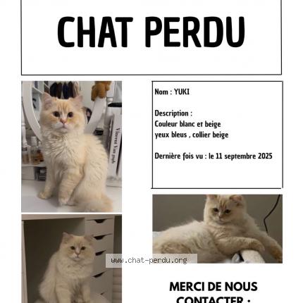 Photo 1/1 Yuki Chat lost in Hem