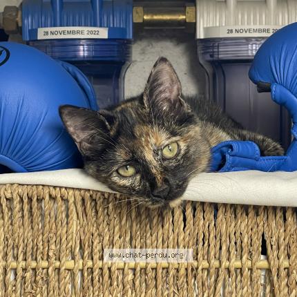 Photo 1/1 Ninja Chat lost in Sucy en brie