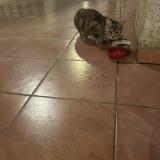 Picture of cat found at Colomiers