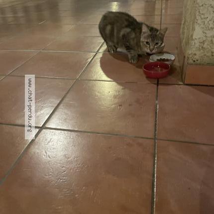 Photo 1/2 Found cat Found in Colomiers