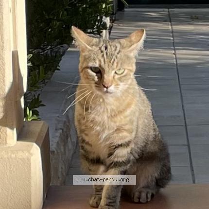 Photo 2/2 Found cat Found in Colomiers