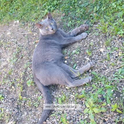 Photo 1/1 Max Chat lost in Berulle