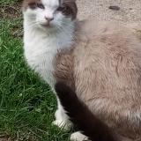 Picture of cat found at La Bassee