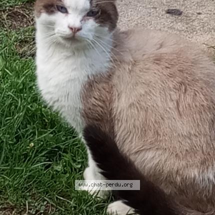 Photo 1/1 Found cat Found in La bassee