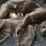 Picture of cat lost at Lormont