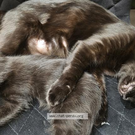 Photo 1/1 Mysha Chat lost in Lormont