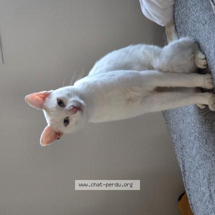 Photo 1/1 Wilo Chat lost in Plourhan