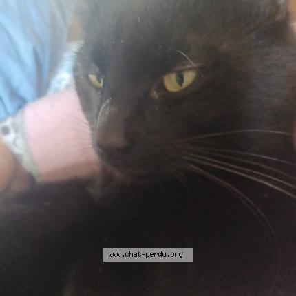 Photo 1/1 Figaro Chat lost in Vert