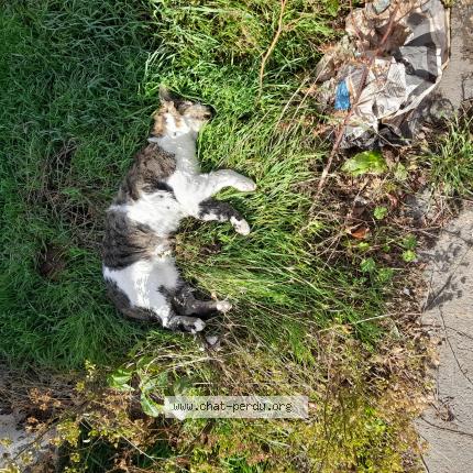 Photo 1/1 Found cat Found in Sains en gohelle