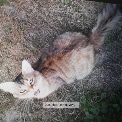 Photo 1/1 Moïny Chat lost in La chapelle saint laurent