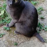 Picture of cat lost at Montpellier