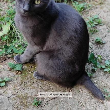 Photo 1/1 Moumou Chat lost in Montpellier