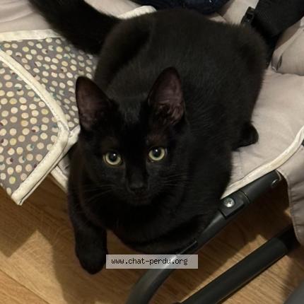 Photo 1/1 Robine Chat lost in Rennes