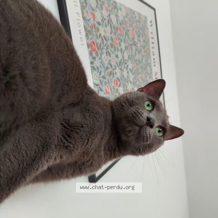 Photo 1/1 Darcy Chat lost in Arles