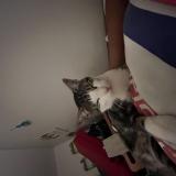 Picture of cat lost at Le Puy En Velay