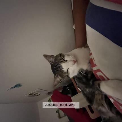 Photo 1/1 Salem Chat lost in Le puy en velay