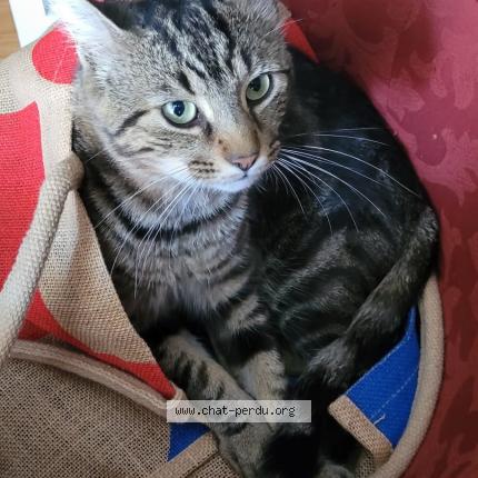 Photo 1/1 CHTIO Chat lost in Choussy