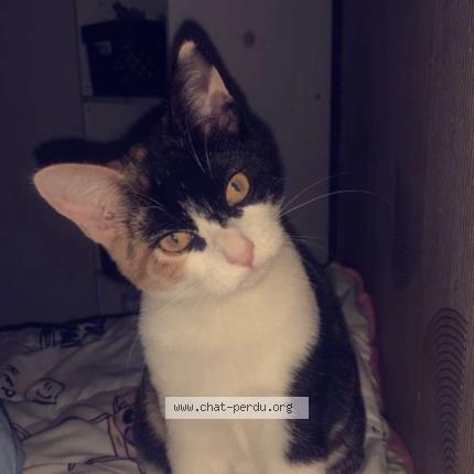 Photo 1/1 Himala Chat lost in Baincthun