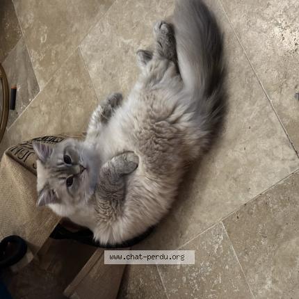 Photo 1/1 Fluffy Chat lost in Fay les etangs