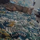 Picture of cat lost at Argenteuil