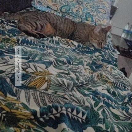 Photo 1/1 Salem Chat lost in Argenteuil