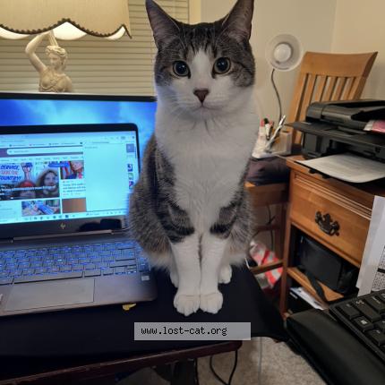 Photo 1/1 Mamas Chat lost in West haven