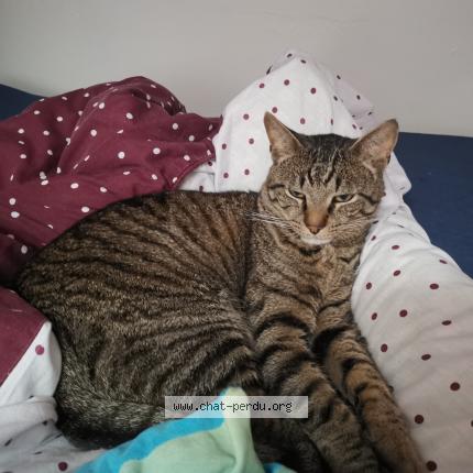 Photo 1/1 Bob Chat lost in Bourbourg