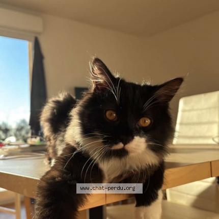 Photo 1/1 figaro Chat lost in Villenave d ornon