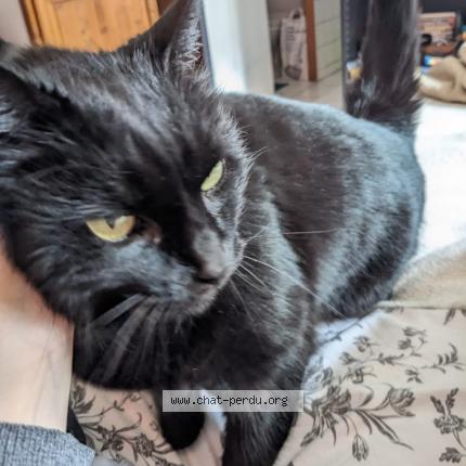 Photo 1/1 Aswad Chat lost in Lambersart