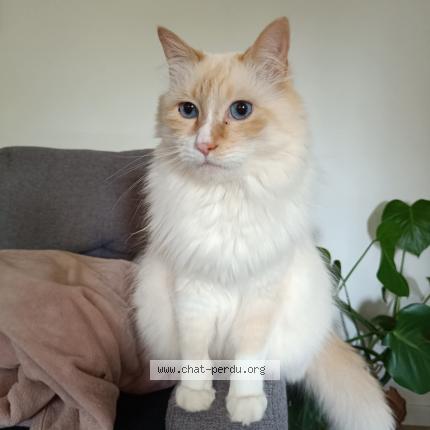 Photo 1/1 Ngolo Chat lost in Noyal muzillac