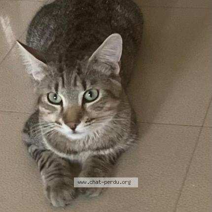 Photo 1/1 Simba Chat lost in Villemomble