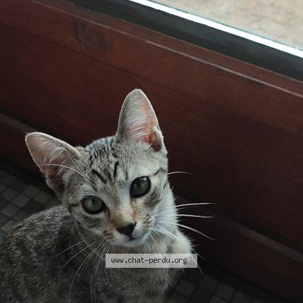 Photo 1/1 Sonic Chat lost in Orsay