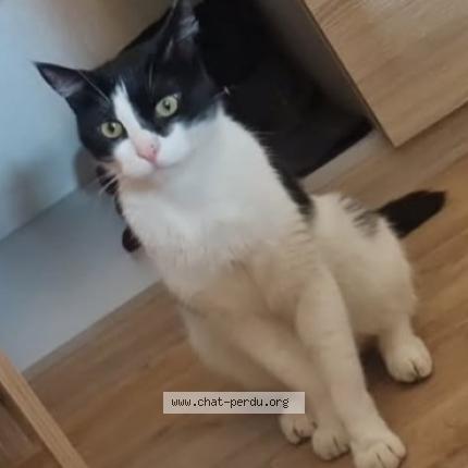 Photo 1/1 Scar Chat lost in Toulon