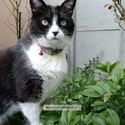 Photo 1/1 ORION Chat lost in Vitry sur seine