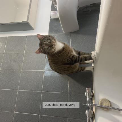 Photo 1/1 Skizz Chat lost in Pontault combault