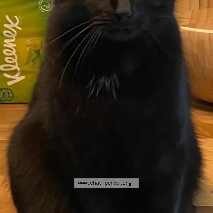 Photo 1/1 Oslo Chat lost in Brussels