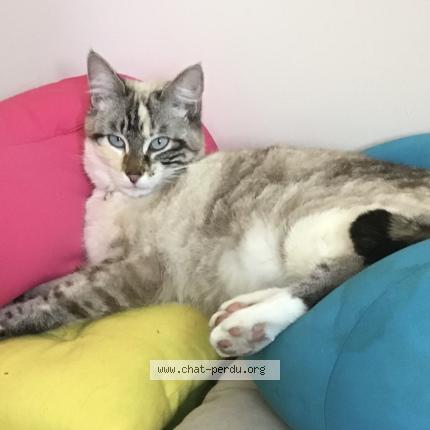 Photo 1/1 Jade Chat lost in Fouesnant