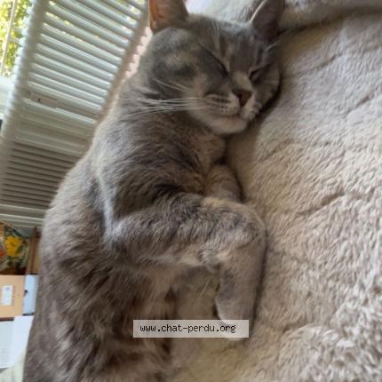 Photo 1/1 Nana Chat lost in Bruxelles