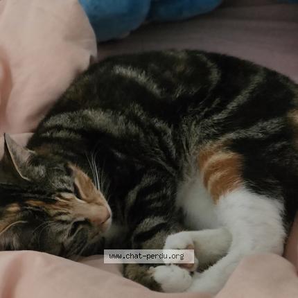 Foto van vermiste kat in Saint Servais